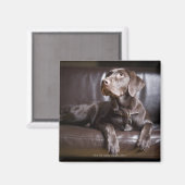 Chocolade Labrador Retriever Magneet (Voorkant / Achterkant)