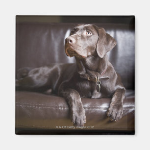 Chocolade Labrador Retriever Magneet