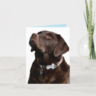 Chocolade Labrador Retriever Puppy Dog Note Kaart