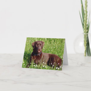 Chocolade Labrador Retriever Puppy Hond Notitiekaa Kaart