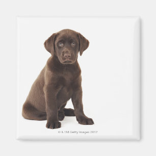 Chocolade Labrador Retriever Puppy Magneet