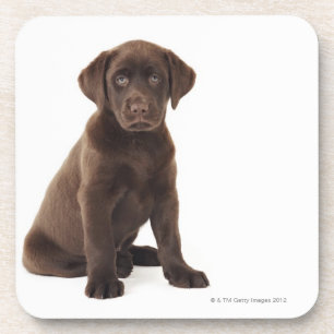 Chocolade Labrador Retriever Puppy Onderzetter