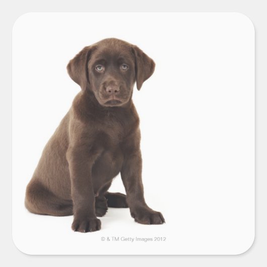 Chocolade Labrador Retriever Puppy Vierkante Sticker (Voorkant)