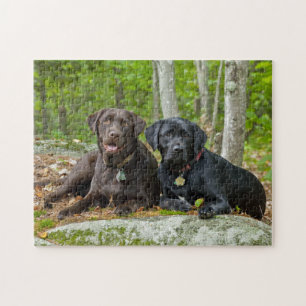 Chocolade Labrador van het Laboratorium van het Legpuzzel