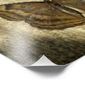 Chocolade Pansy Butterfly Foto Afdruk (Hoek)