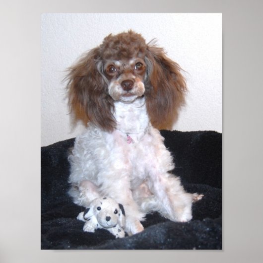 Chocolade Parti Podle met speelgoed Poster (Voorkant)