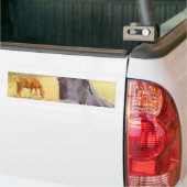 Chocoladebruin paard bumpersticker (Op Truck)