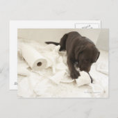 Chocoladebruine labrador. briefkaart (Voorkant / Achterkant)