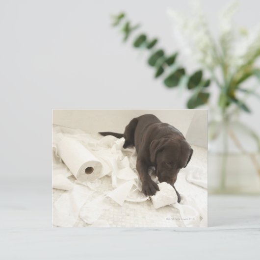 Chocoladebruine labrador. briefkaart (Staand voorkant)