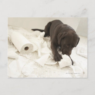 Chocoladebruine labrador. briefkaart