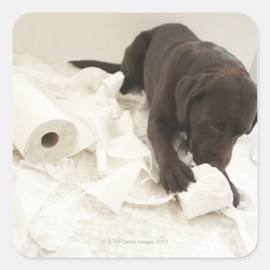 Chocoladebruine labrador. vierkante sticker (Voorkant)