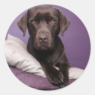 Chocolat Brown Labrador Retriever Dog Sticker