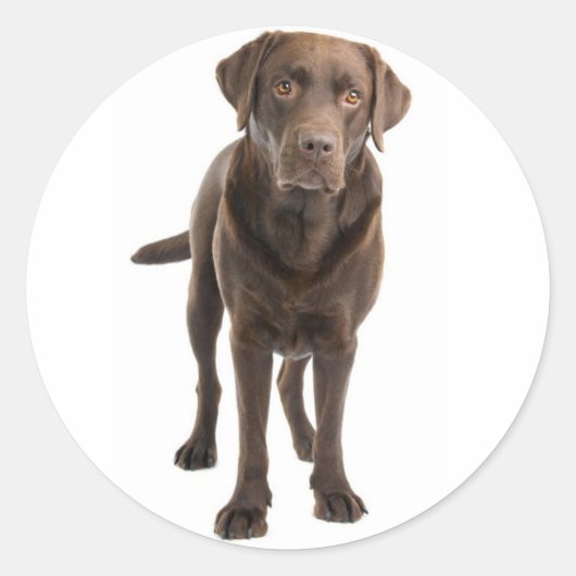 Chocolat Brown Labrador Retriever Sticker chien (Devant)