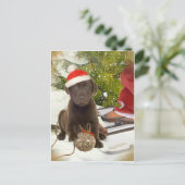 Chocolat Lab aime les cartes de Noël (Debout devant)