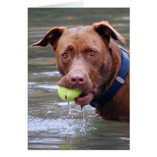 Chocolat Lab Pit Mélanger Chien Avec Boule
