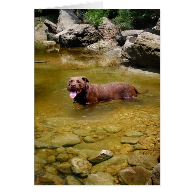 Chocolat Lab Pit Mélanger Chien dans Trou de nage (Devant)