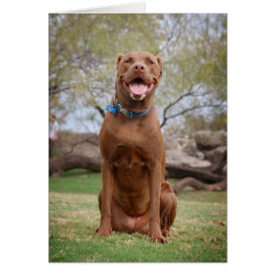 Chocolat Lab Pit Mix Chien Sourire 2