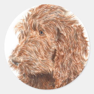 Chocolat Labradoodé #2 Stickers ronds