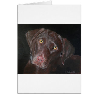 Chocolat Labrador