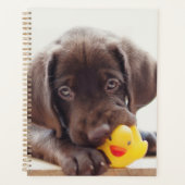 Chocolat Labrador Chiot Avec Canard De Jouet (Devant)