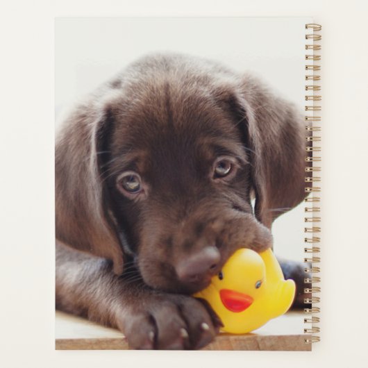 Chocolat Labrador Chiot Avec Canard De Jouet (Dos)