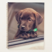 Chocolat Labrador Chiot En Voiture (Devant)