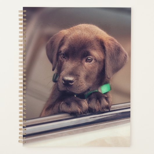 Chocolat Labrador Chiot En Voiture (Devant)