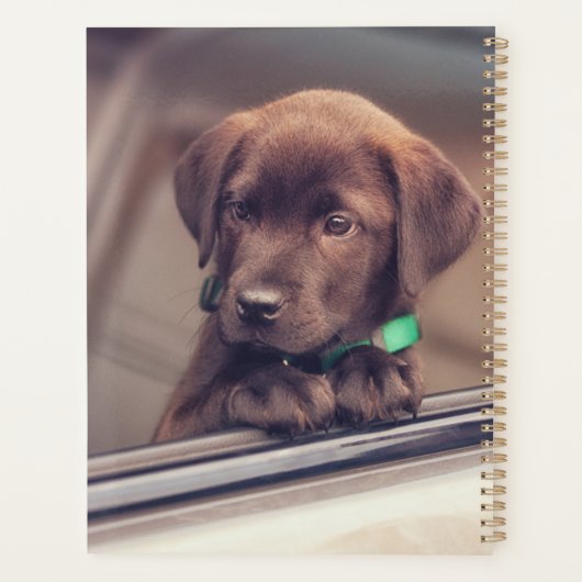 Chocolat Labrador Chiot En Voiture (Dos)