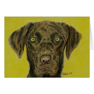 Chocolat Labrador - Hershey