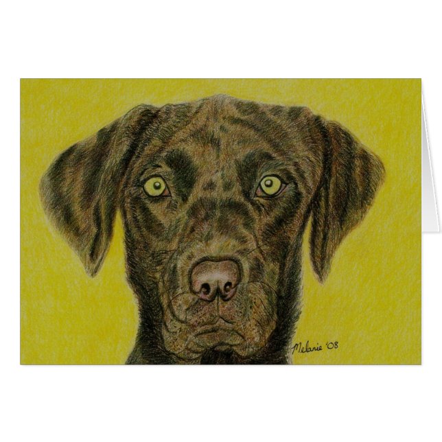 Chocolat Labrador - Hershey (Devant horizontal)