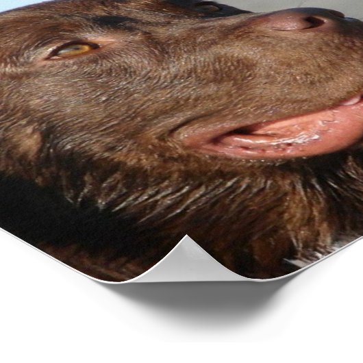Chocolat Labrador Impression (Coin)
