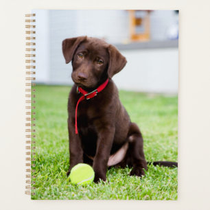 Chocolat Labrador Puppy Avec Tennis Ball