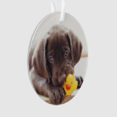 Chocolat Labrador Puppy With Toy Duck (devant)