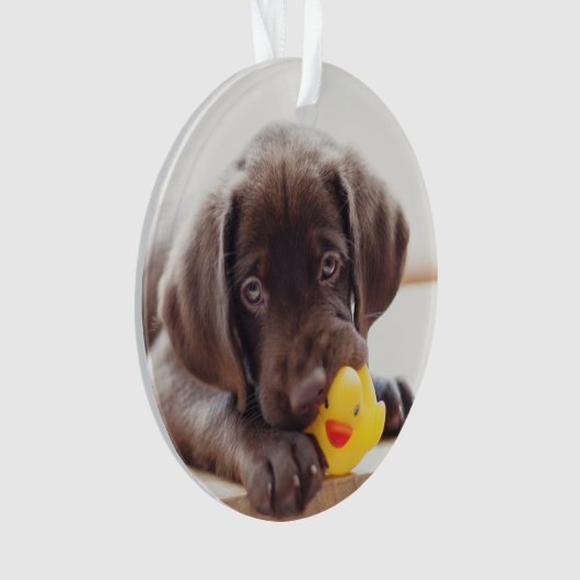 Chocolat Labrador Puppy With Toy Duck (devant)
