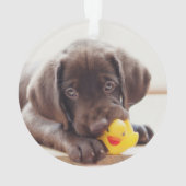 Chocolat Labrador Puppy With Toy Duck (dos)