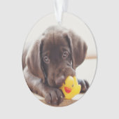 Chocolat Labrador Puppy With Toy Duck (devant)