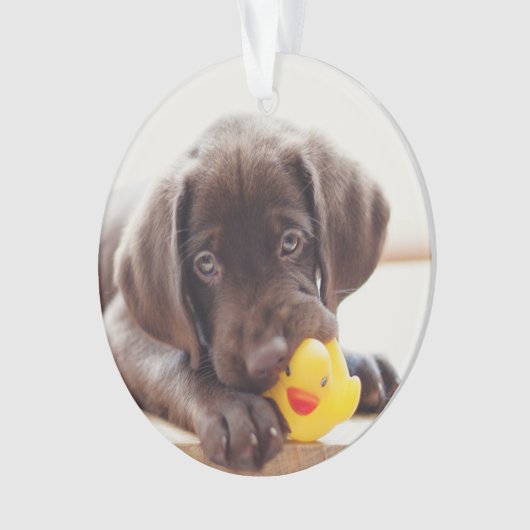 Chocolat Labrador Puppy With Toy Duck (devant)