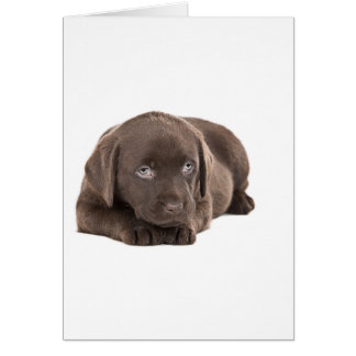 Chocolat mignon Labrador Chiot