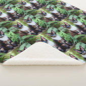 Chocolat Siamese Twins, Grande couverture Sherpa (3/4)