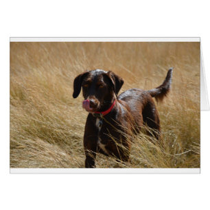Chocolate Brown Labrador Retriever
