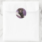 Chocolate Brown Labrador Retriever Dog Sticker (Tas)