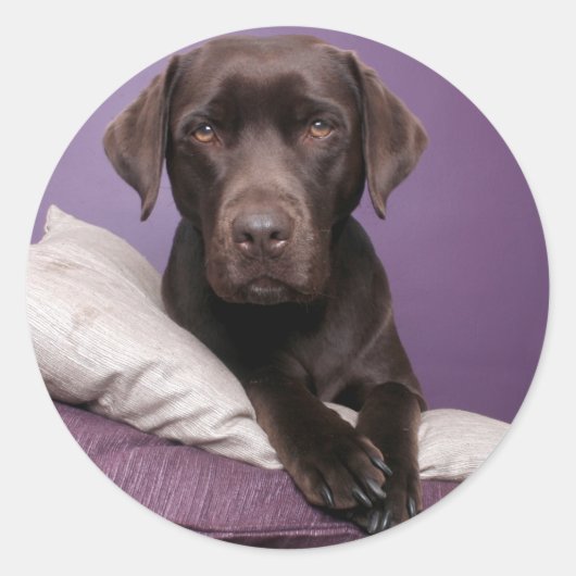 Chocolate Brown Labrador Retriever Dog Sticker (Voorkant)