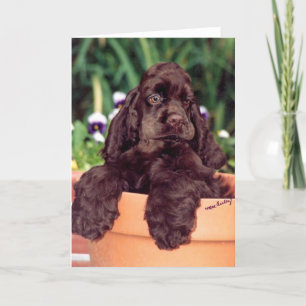 Chocolate Cocker Spaniel wenskaart Kaart
