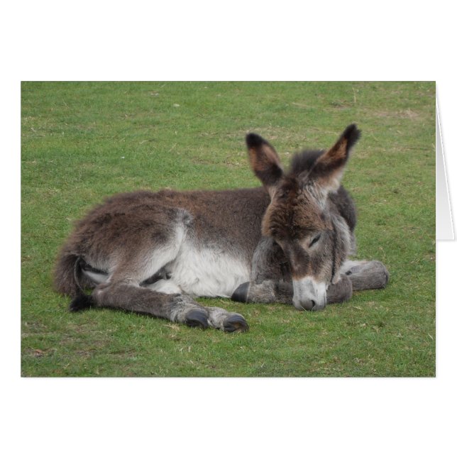 Chocolate donkey baby foal asleep (Voorkant Horizontaal)