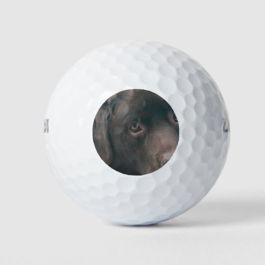 chocolate-lab-14 golfballen (Voorkant)