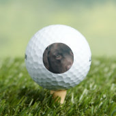 chocolate-lab-14 golfballen (Insitu Shirt)