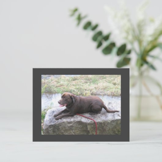 Chocolate Lab Bruno Brown Briefkaart (Staand voorkant)
