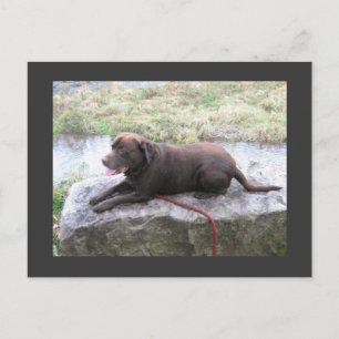 Chocolate Lab Bruno Brown Briefkaart