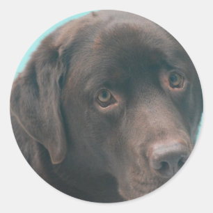 Chocolate Lab Dog Stickers