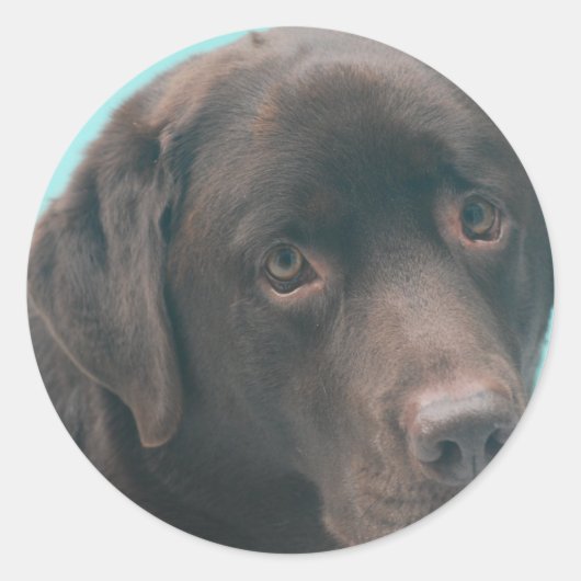 Chocolate Lab Dog Stickers (Voorkant)